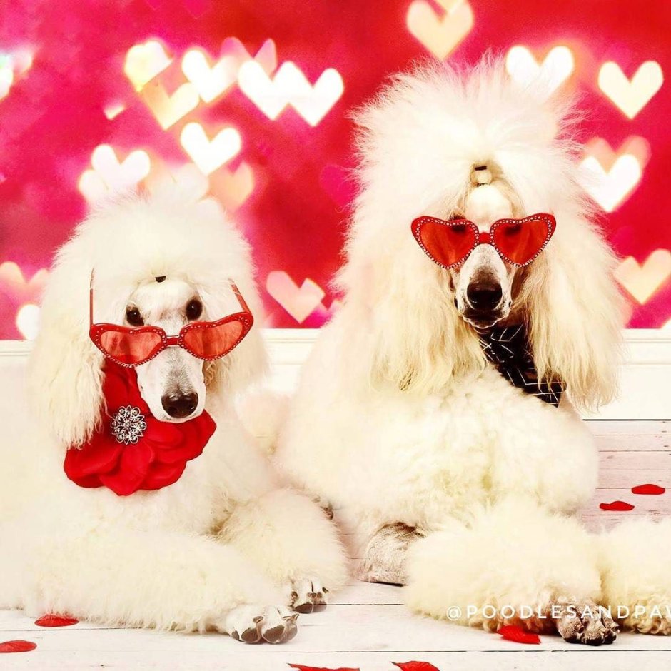 Той пудель шоколадный