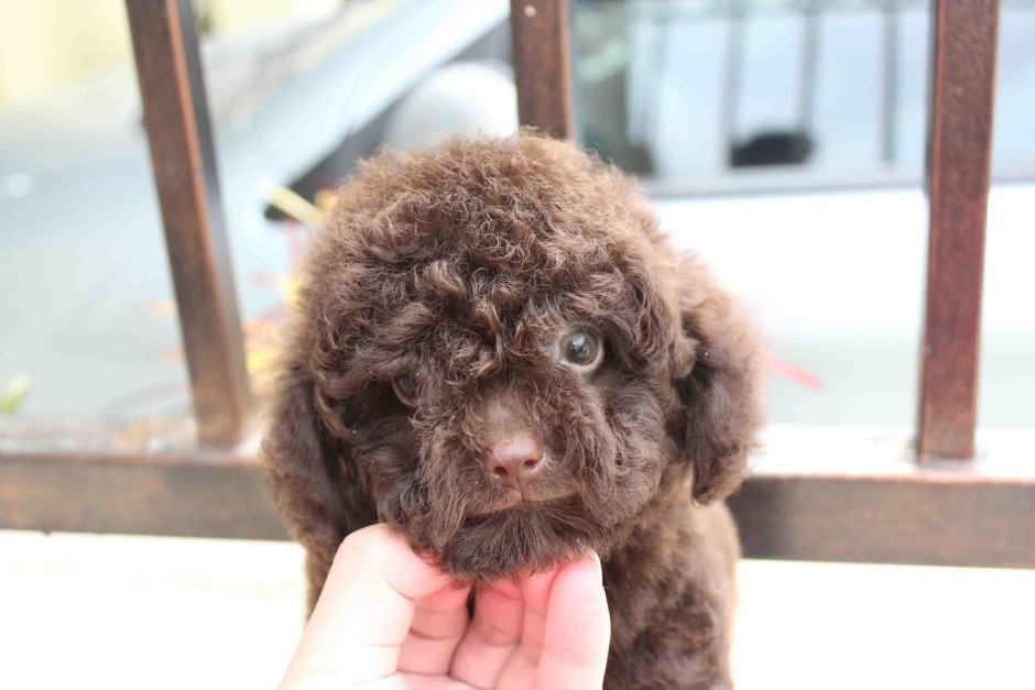Карликовый пудель шоколадный