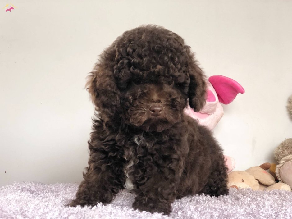 Шоколадный пудель