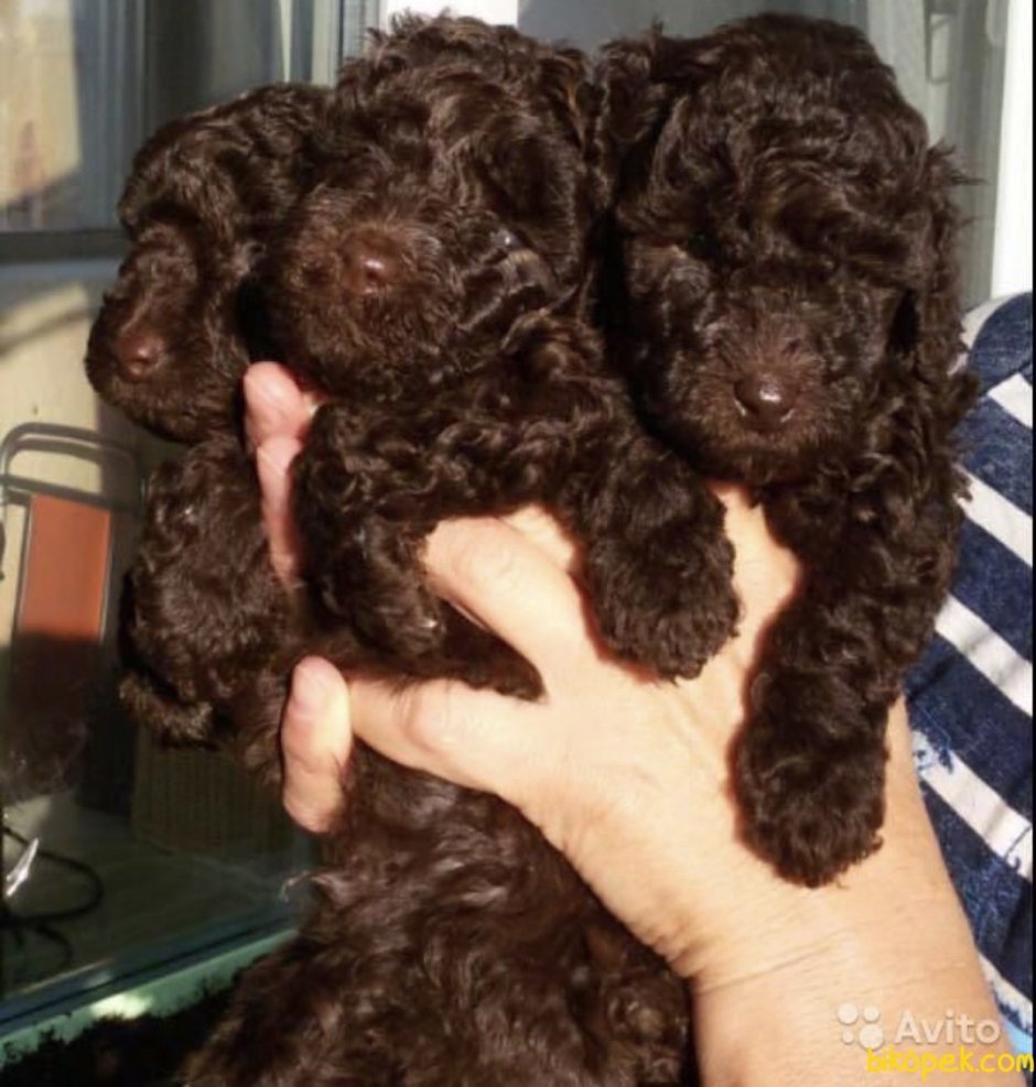 Пудель Буша