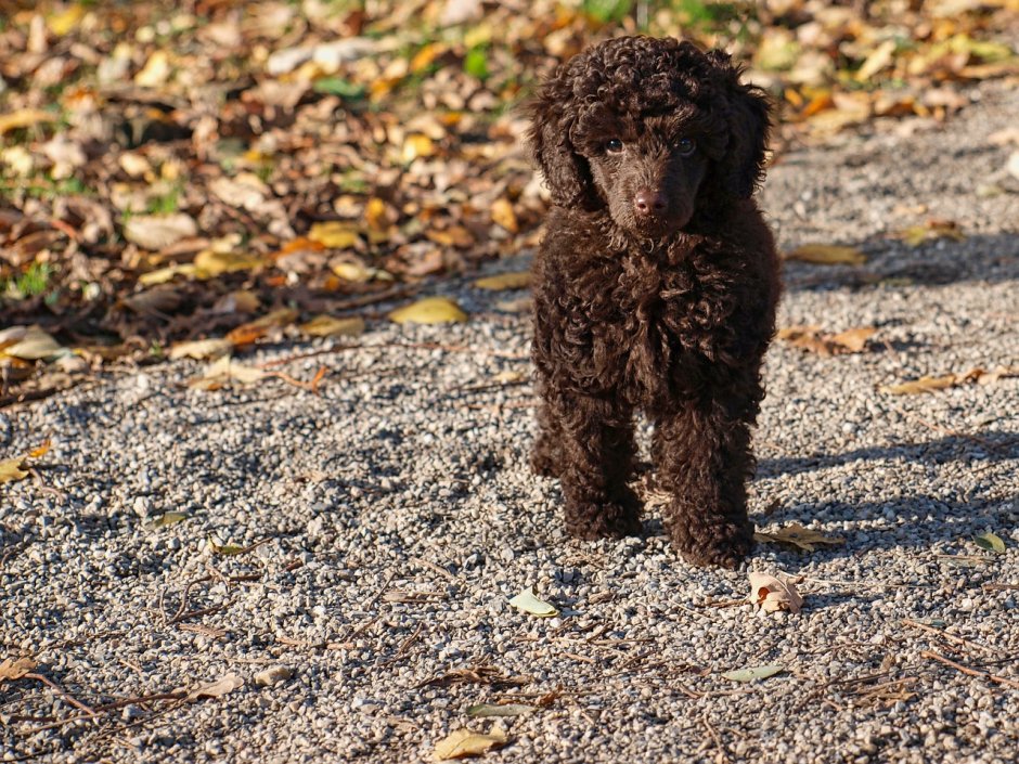 Французский пудель карликовый