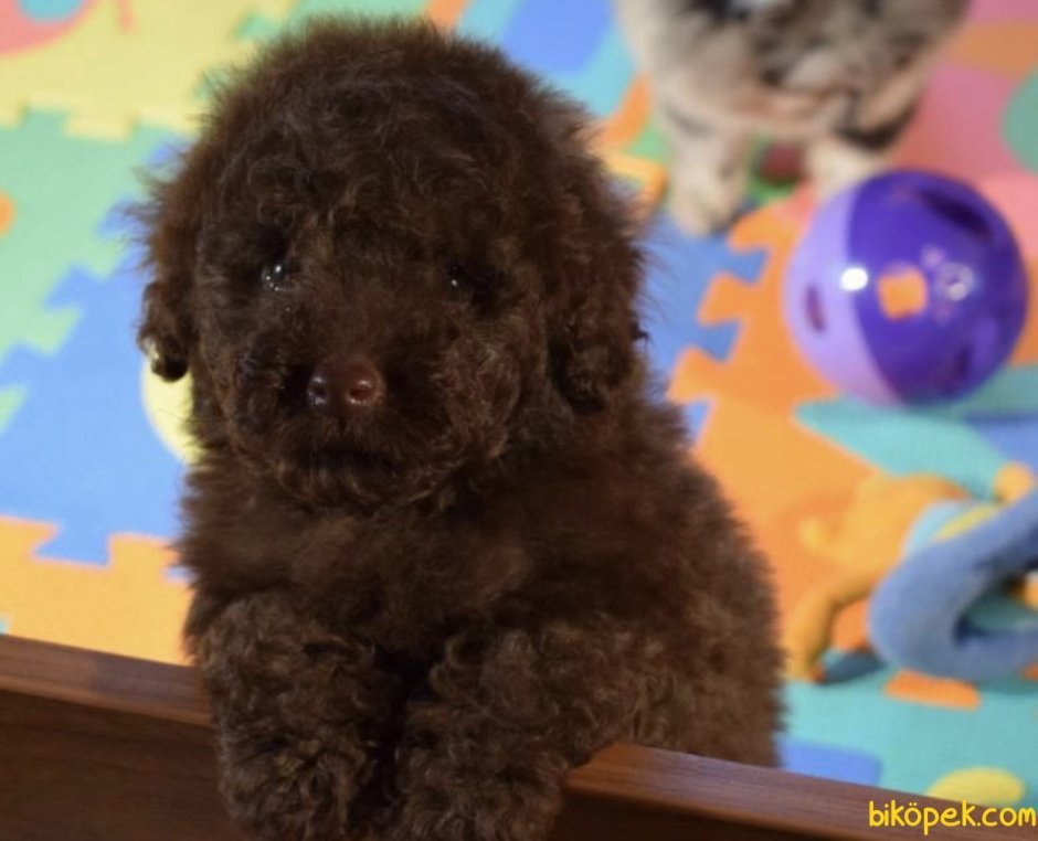 Карликовый пудель кудрявый