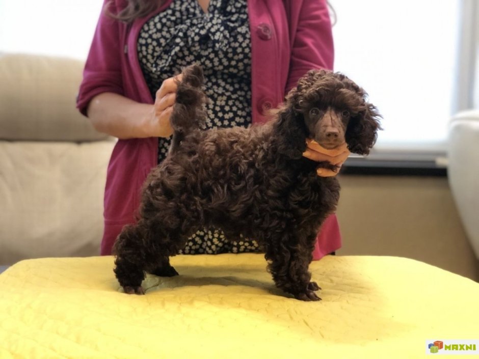 Пудель мини Размеры