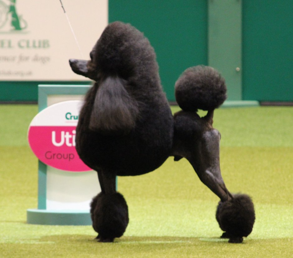 Пудель средний коричневый