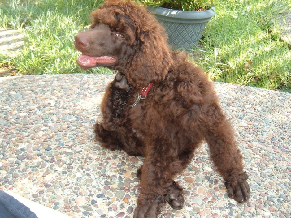 Мальтипу и Йоркипу