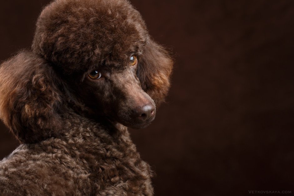 Карликовый пудель шоколад