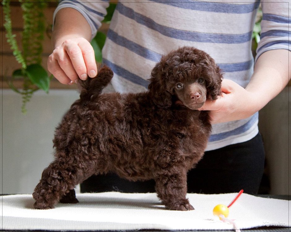 Бизон пудель шоколадный