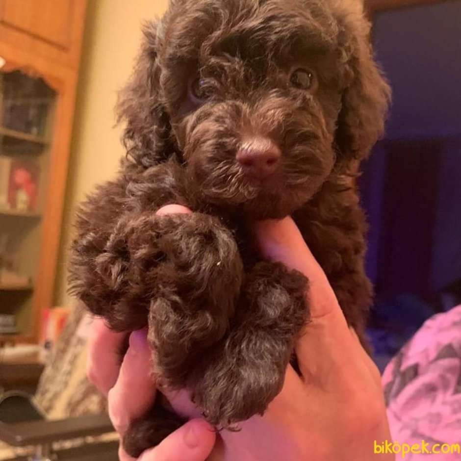 Этери и мальтипу