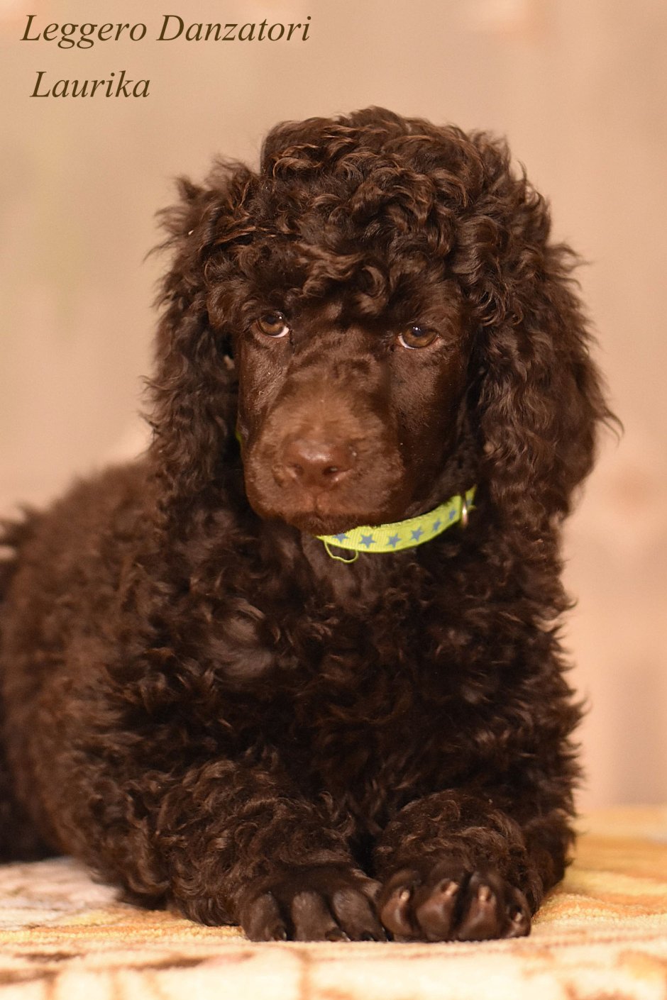 Малый пудель шоколадный