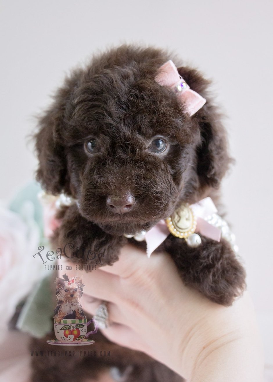Toy Poodle 3 months