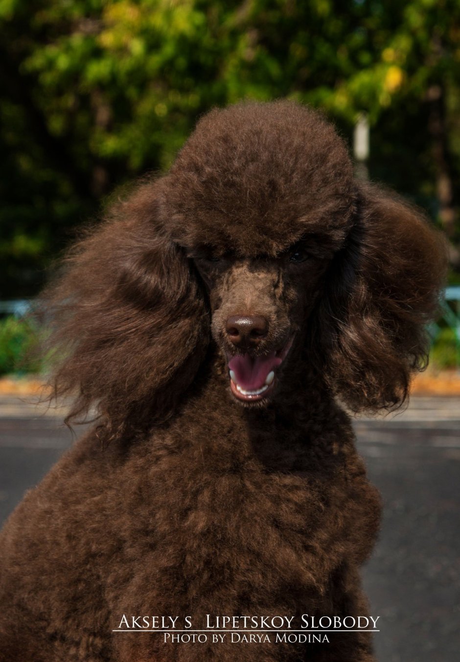 Мини пудель шоколад