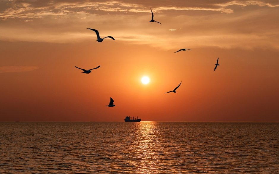 Море, Чайки