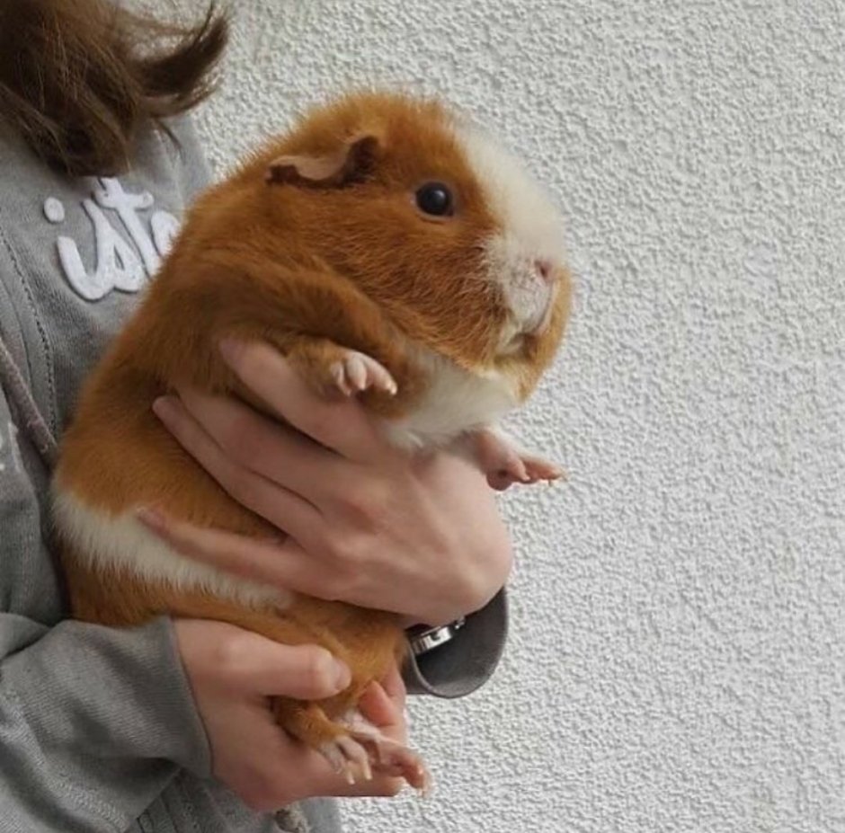 Злой суслик