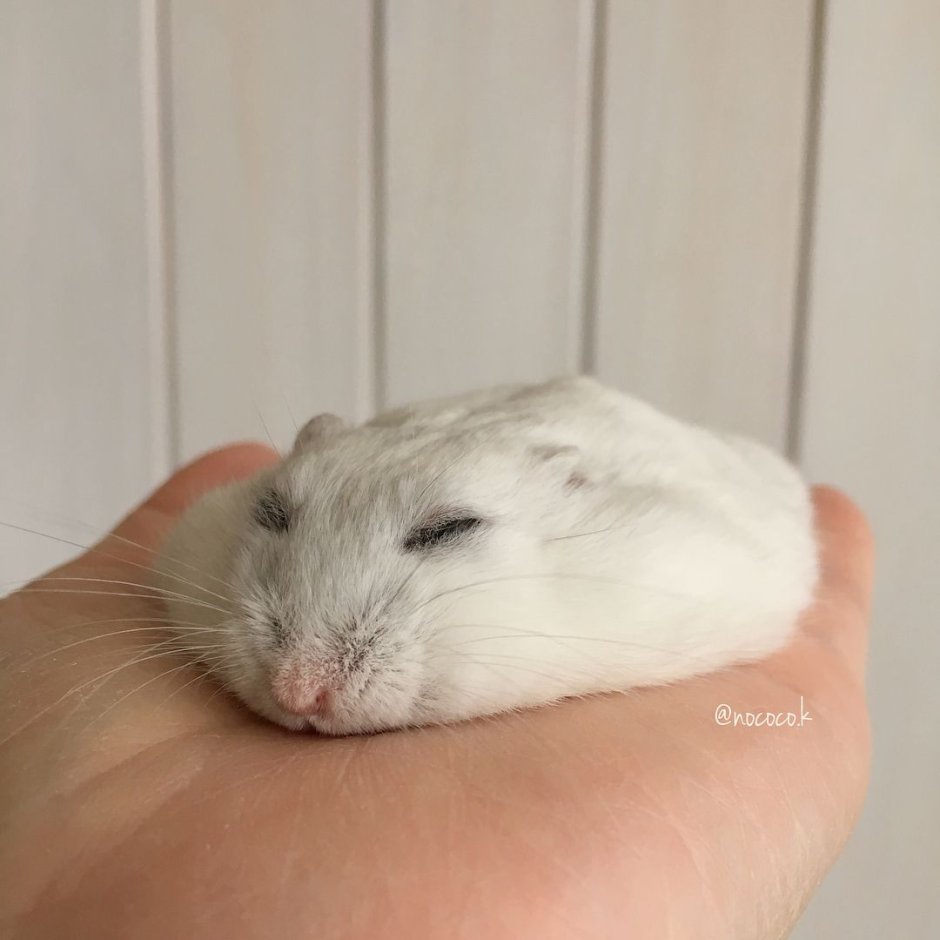 Хомяк с долларами