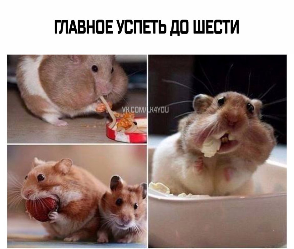 Хомячок в очках