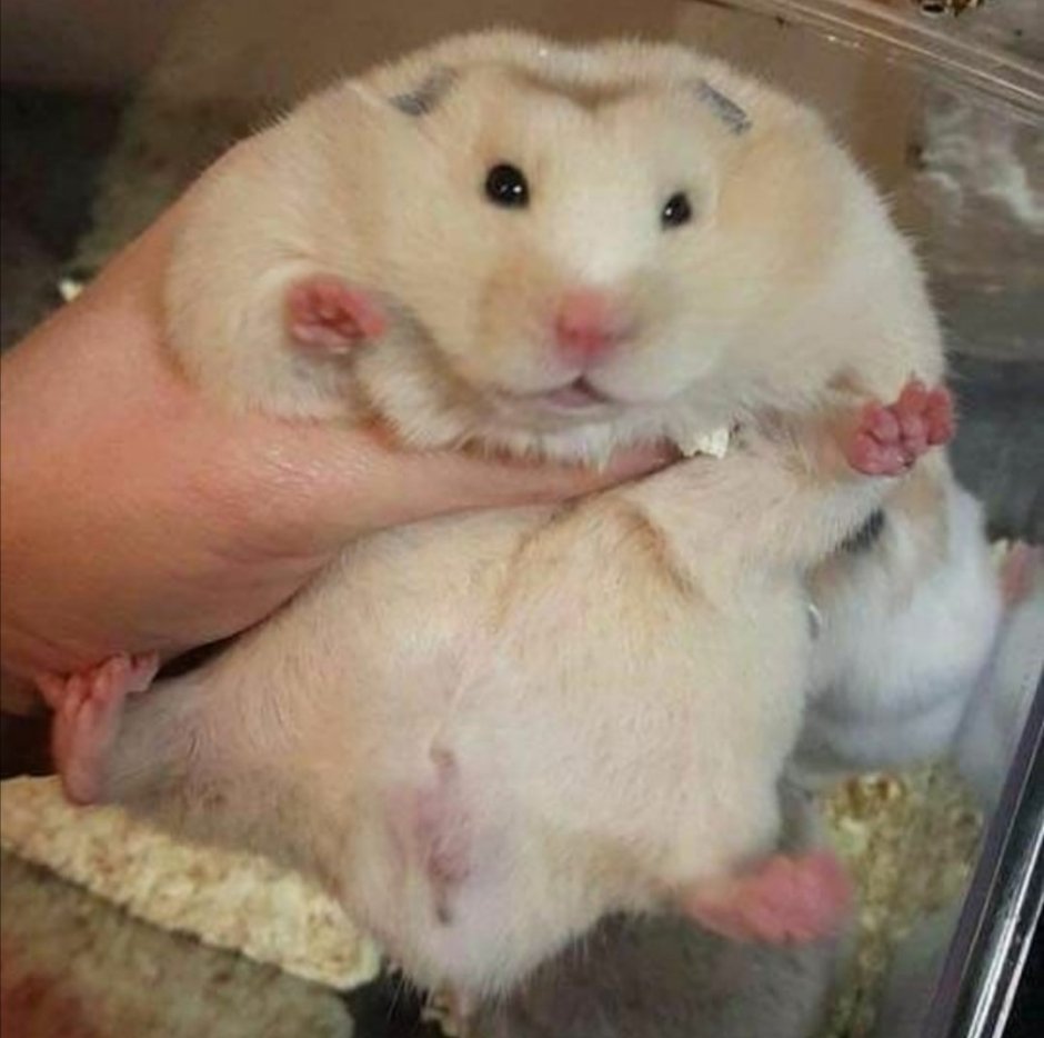 Огромный хомяк