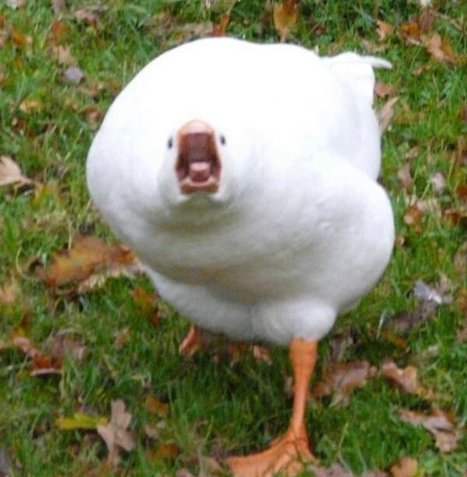 Удивлённый Гусь