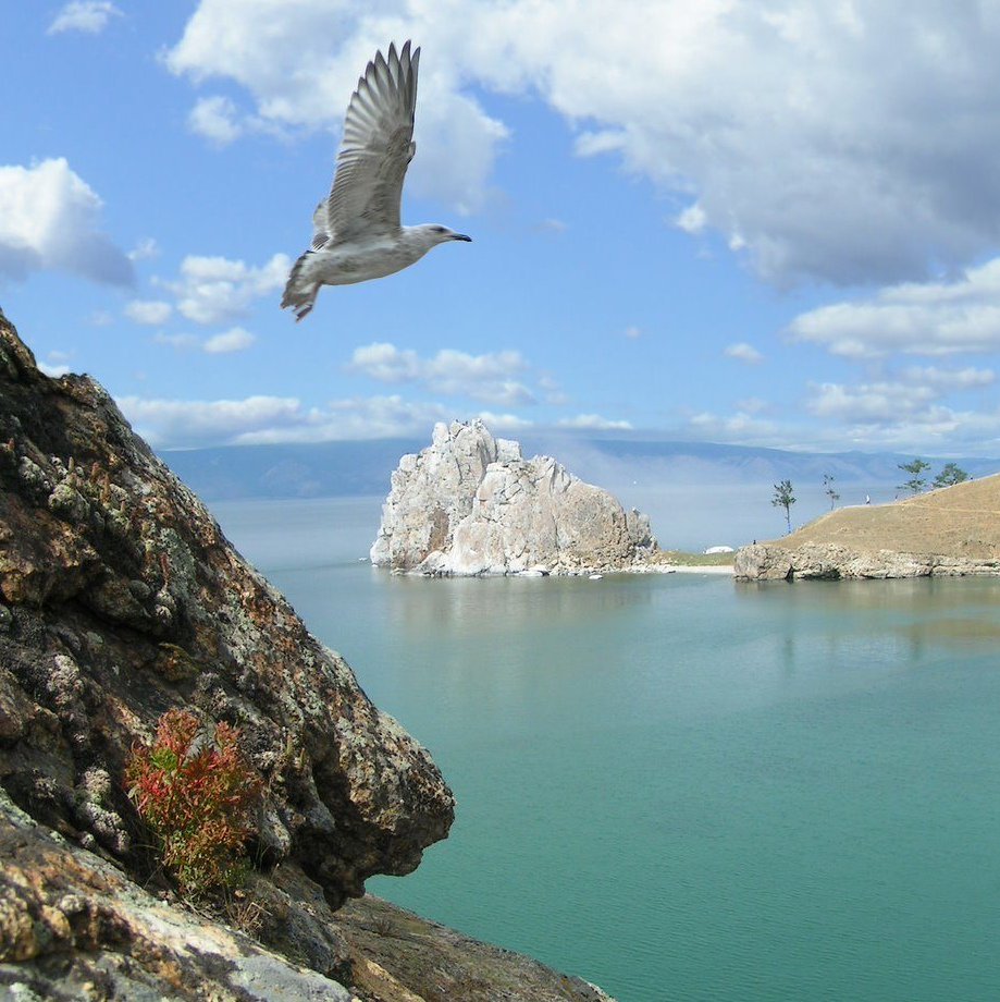 Черный Баклан Байкальский