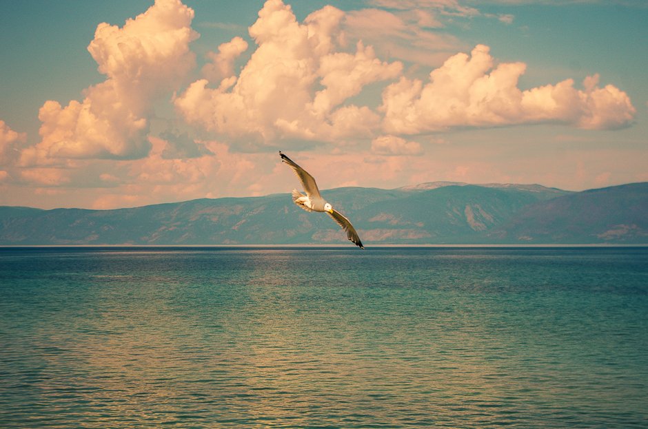 Чайка Байкал птица Ольхон