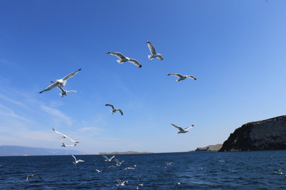 Птицы острова Ольхон