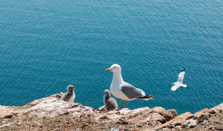 Чайка Байкал птица Ольхон