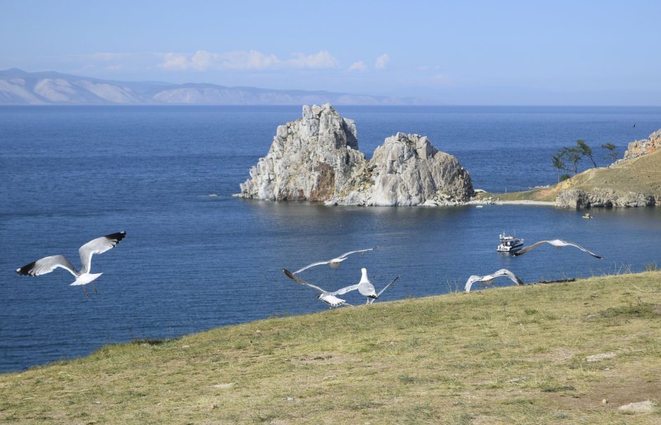 Море, Чайки