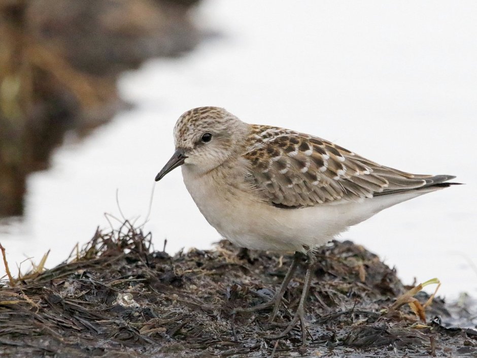 Акварельные птички