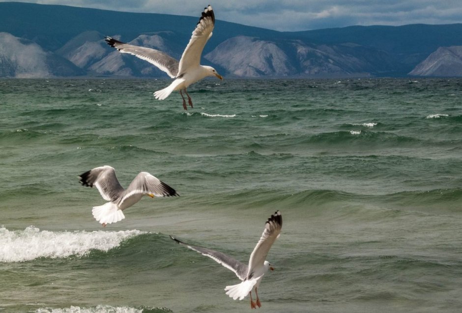 Чайка Баклан Альбатрос