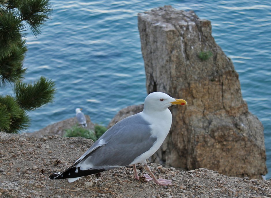 Байкальский Баклан