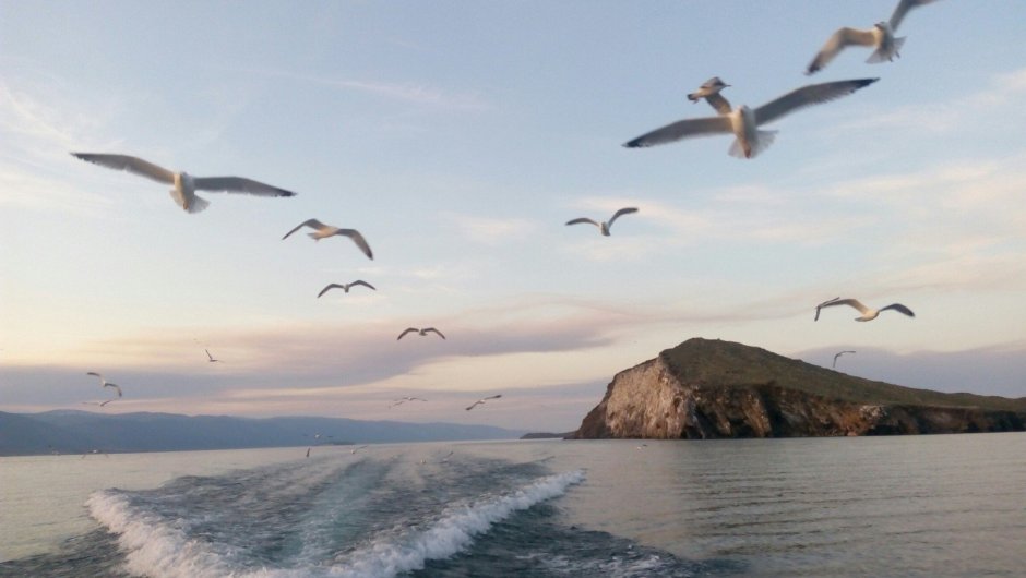 Остров чаек Ольхон