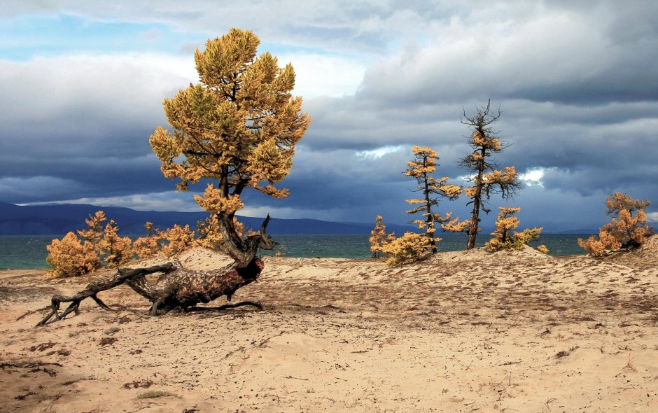 Могильник (Aquila heliaca)