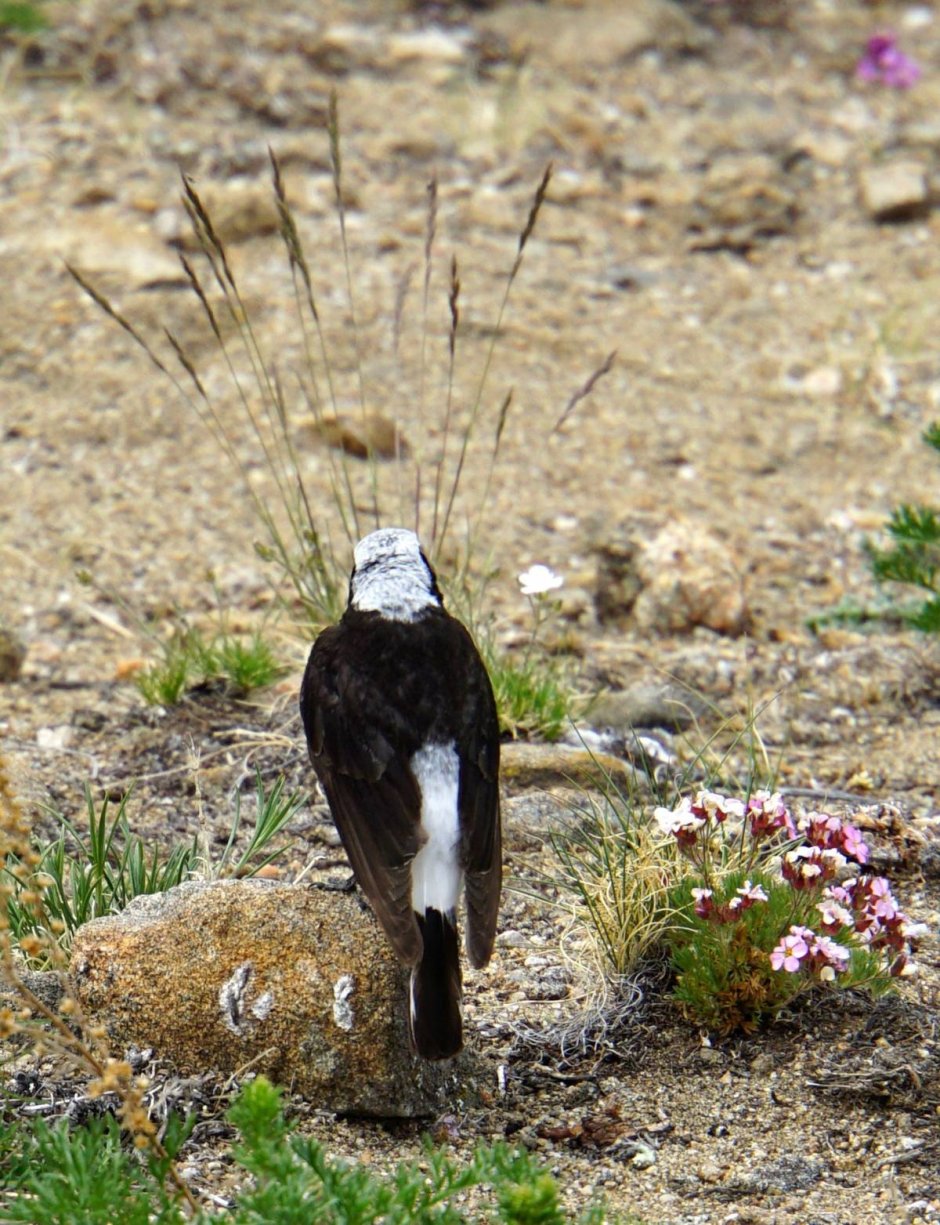Птицы живущие на Байкале