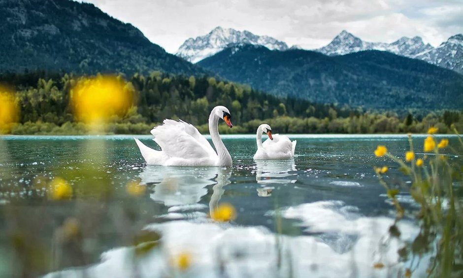 Лиственница на Ольхоне