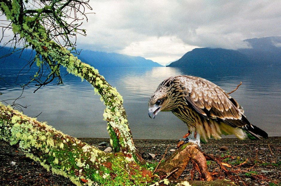 Птица в короне иллюстрации