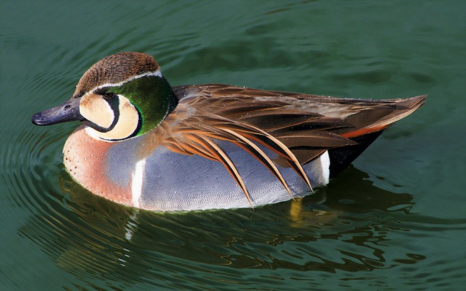 Орел Ольхон