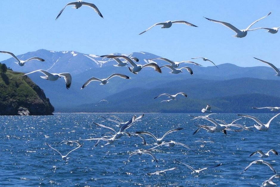 Остров чаек Ольхон