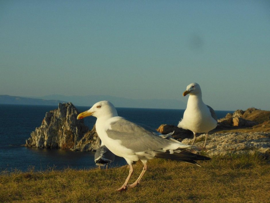 Птицы озера Байкал