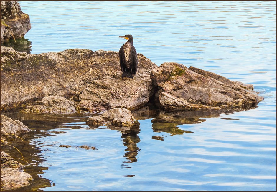 Чайка Байкал птица Ольхон