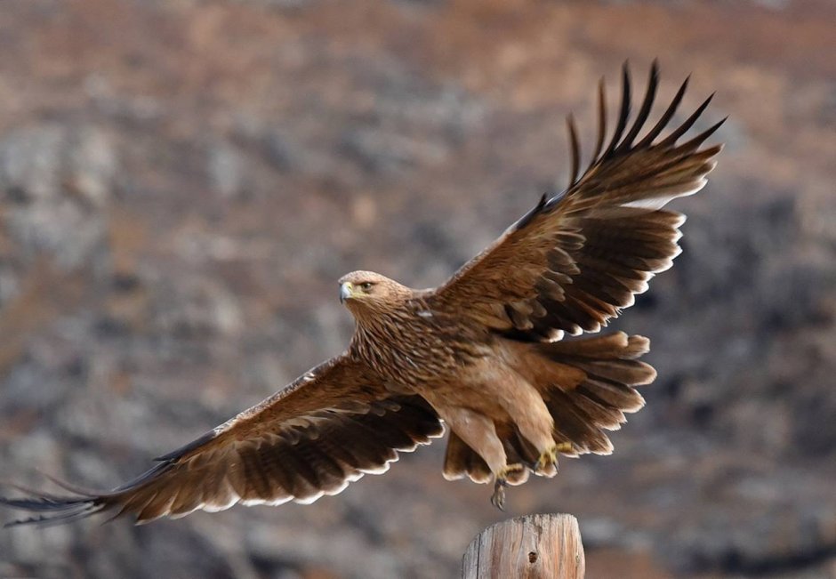 Багульник на Байкале