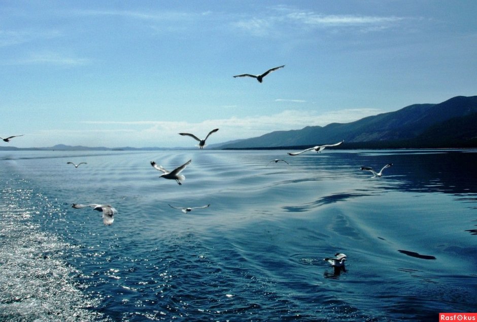 Баклан Ольхон