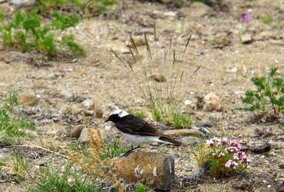 Шаманы на Ольхоне