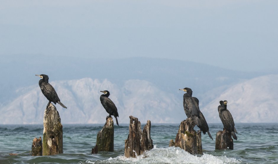 Белогрудый Баклан