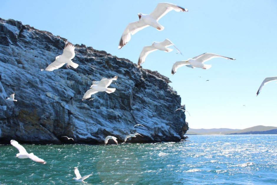 Чайка Байкал птица Ольхон