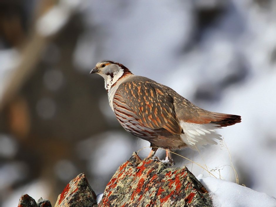 Охотское море Чайки