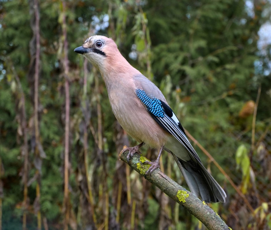 Новозеландский попугай Кеа
