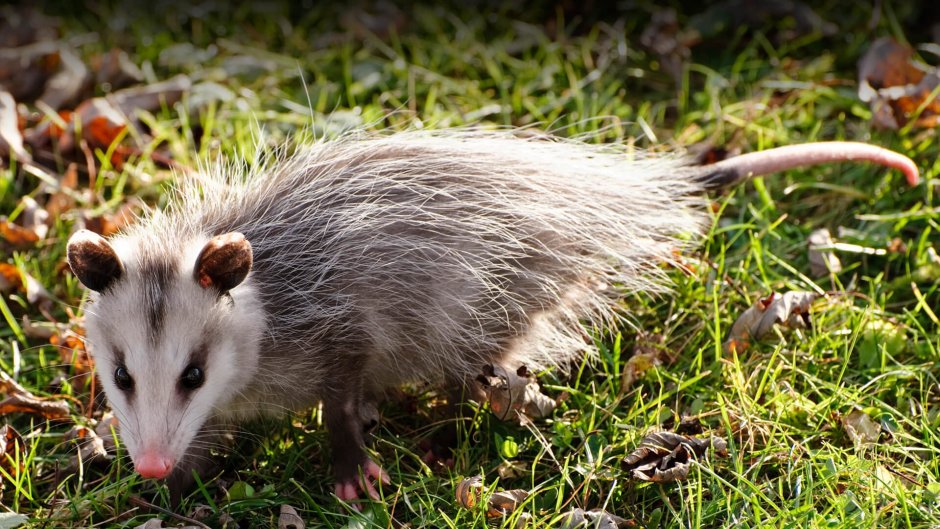 Antechinus stuartii