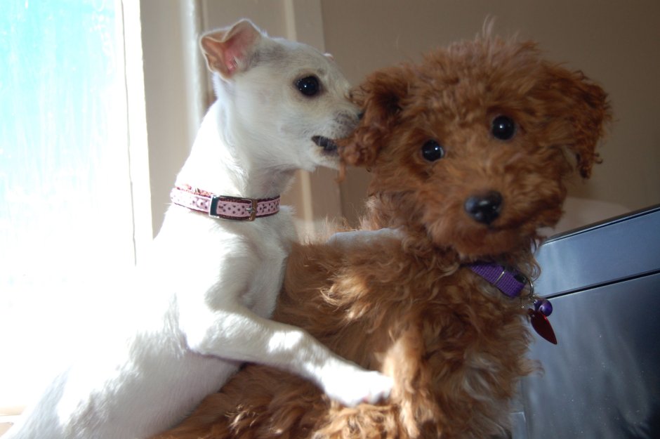 Chihuahua Mixed with Poodle Puppies