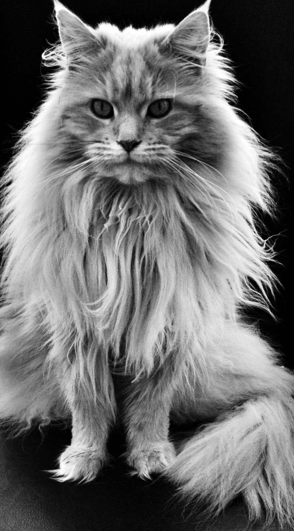 Кошка Мейн кун