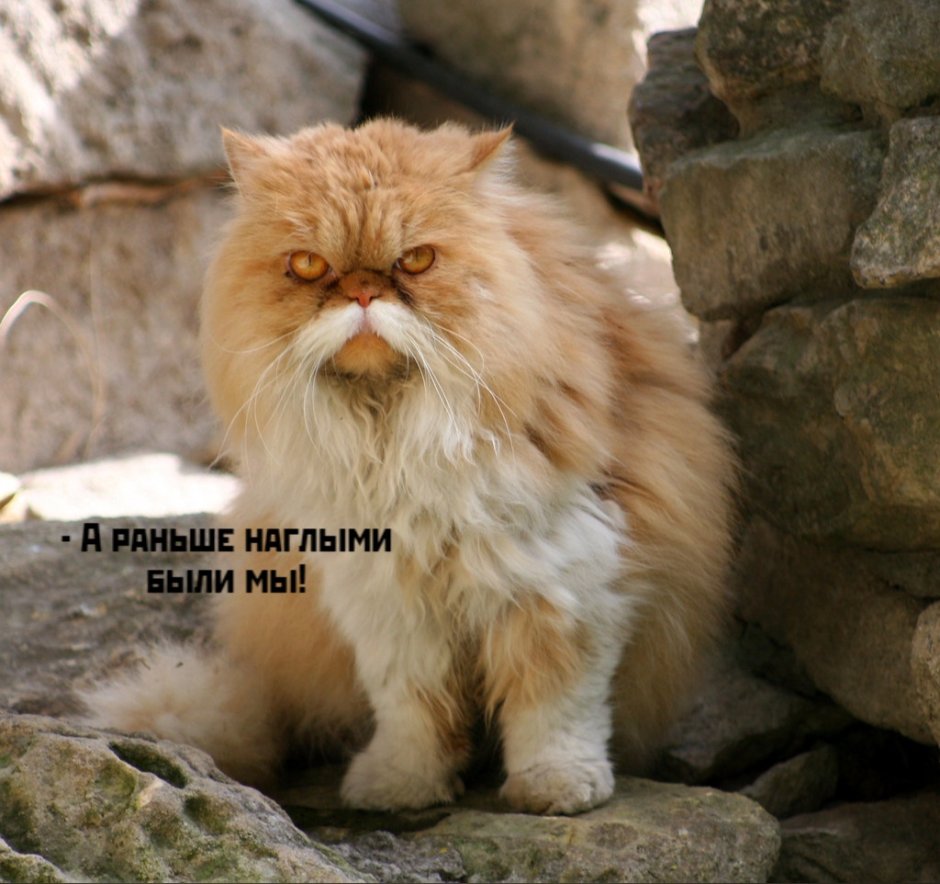 Мудрый кот