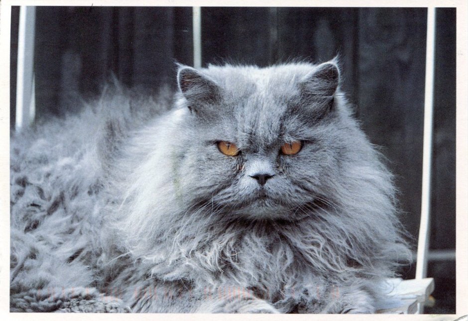 Персиан грей